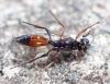 Mesoleptus sp.